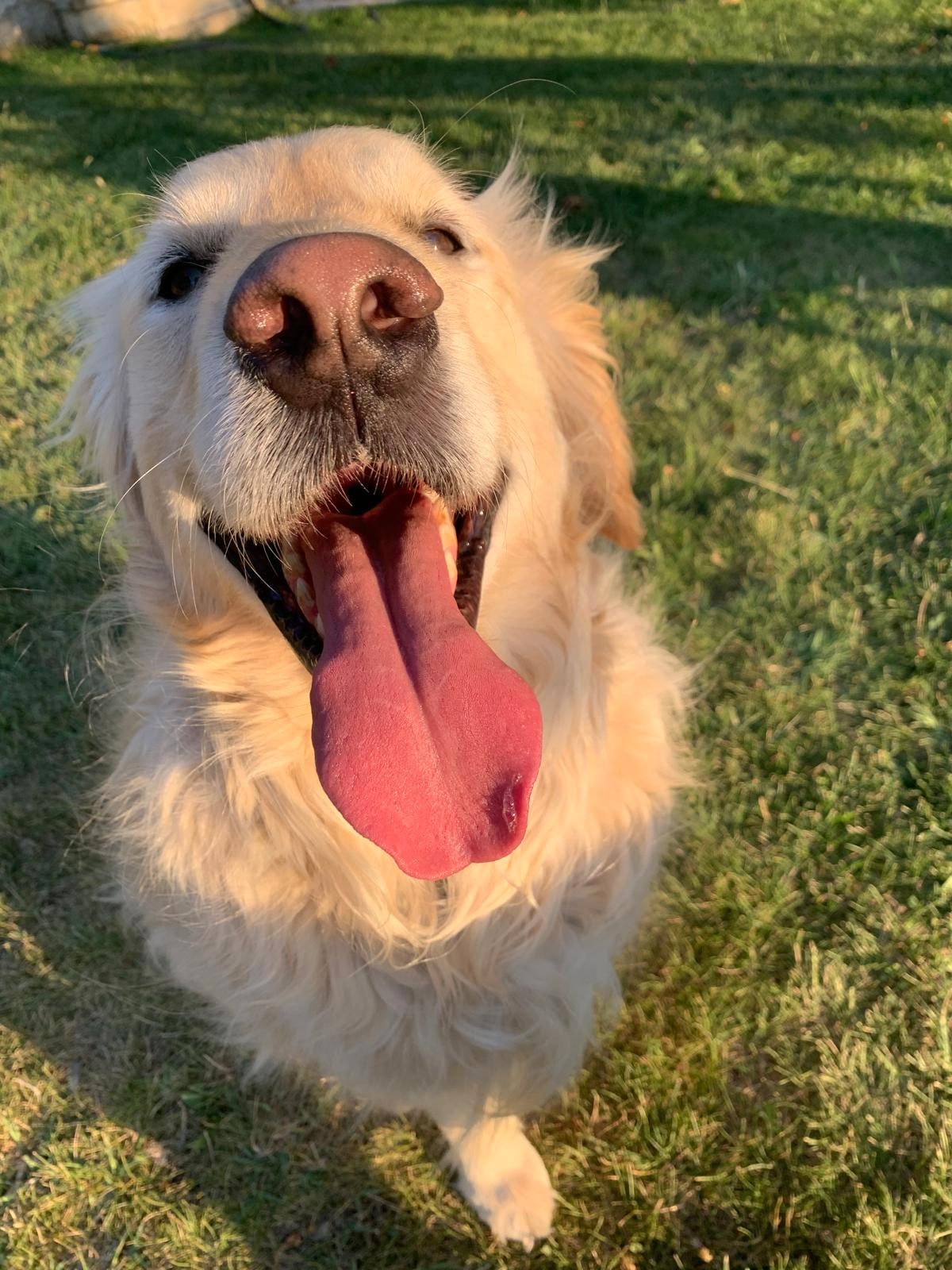 Golden hour in Muğla — looking up with that wide, sunlit smile on the warm grass, radiating pure joy.