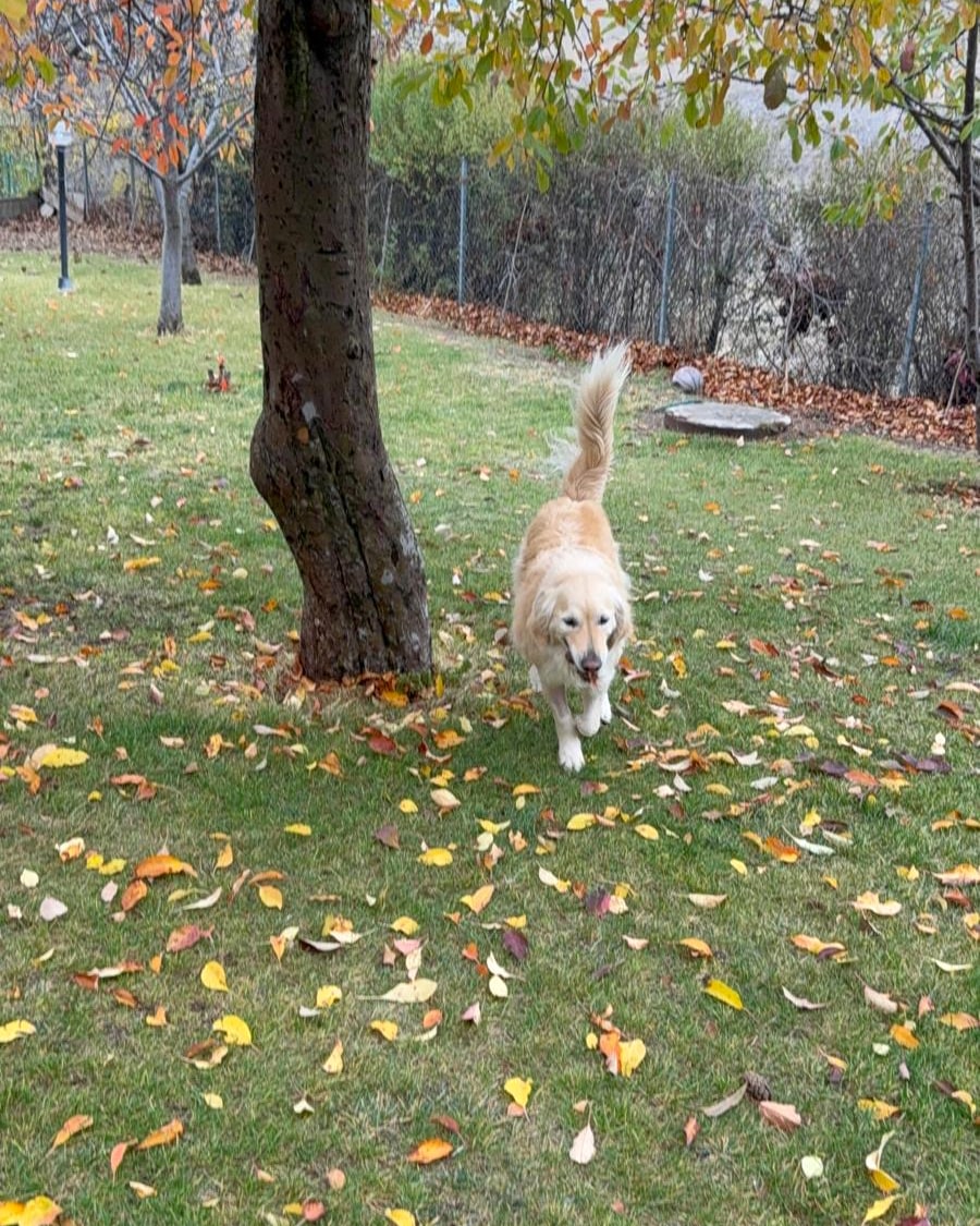 Trotting happily across a carpet of golden autumn leaves in the garden, tail held high and a joyful grin on his face.