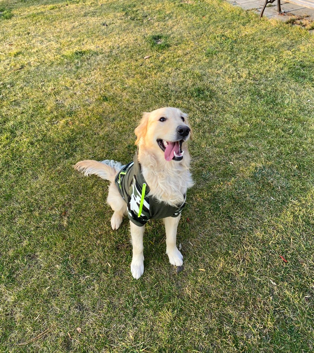Breezy October afternoon on the lawn wearing his favorite woodland fleece — ears perked and ready for the next game of fetch.