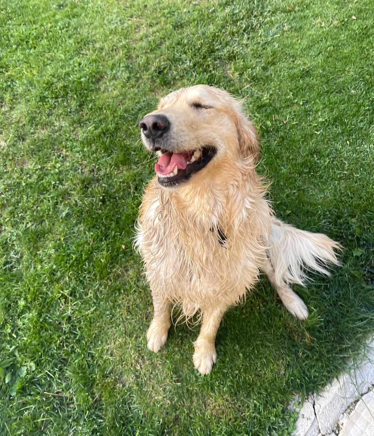 Drying off on the sunlit lawn right after bath time — damp golden fur, eyes blissfully closed, and the happiest smile on his face.